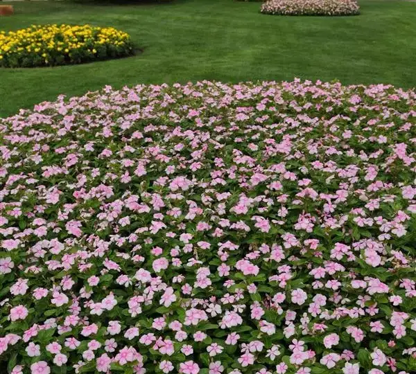 Катарантус Титан Ледяной розовый - Catharanthus roseus Titan Icy Pink - Фото №2