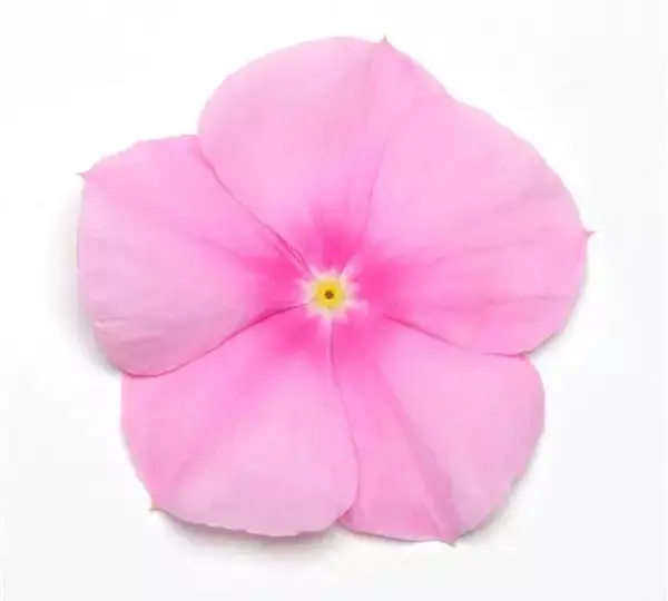 Катарантус Титан Ледяной розовый - Catharanthus roseus Titan Icy Pink - Фото №1