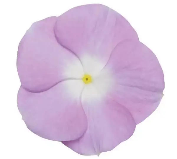 Катарантус Титан Лавандово-голубой с глазком - Catharanthus roseus Titan Lavender Blue Halo - Фото №1
