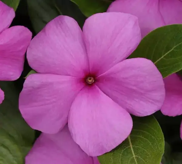 Катарантус Титан Сиреневый - Catharanthus roseus Titan Lilac - Фото №1