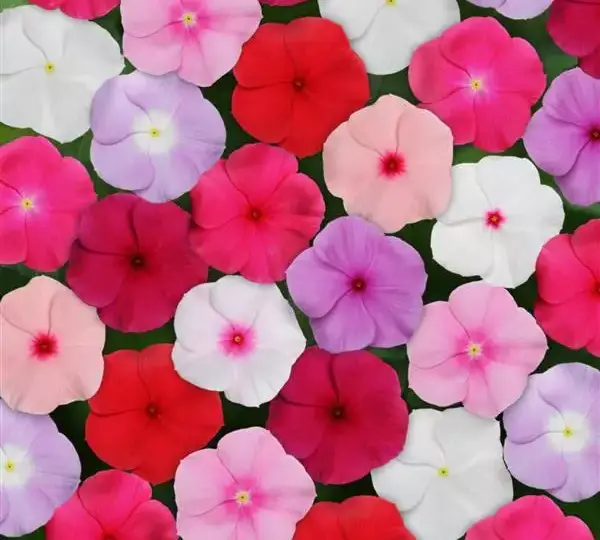 Катарантус Титан Смесь - Catharanthus roseus Titan Mix - Фото №1
