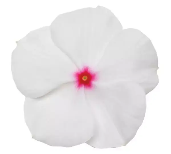 Катарантус Титан Полька Дот - Catharanthus roseus Titan Polka Dot - Фото №1