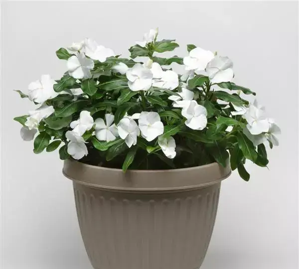 Катарантус Титан Белый - Catharanthus roseus Titan Pure White - Фото №2