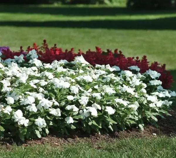 Катарантус Титан Белый - Catharanthus roseus Titan Pure White - Фото №3