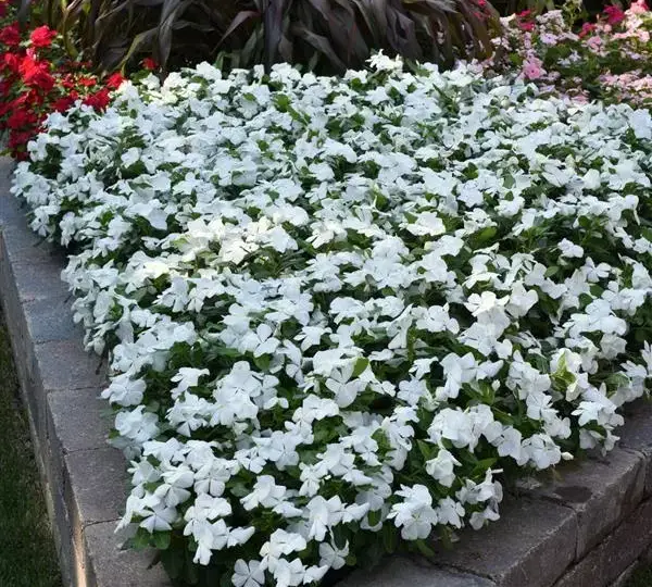 Катарантус Титан Белый - Catharanthus roseus Titan Pure White - Фото №4