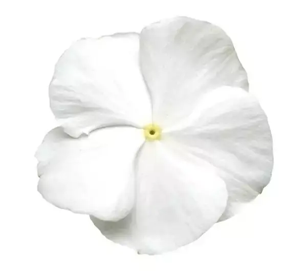 Катарантус Титан Белый - Catharanthus roseus Titan Pure White - Фото №1