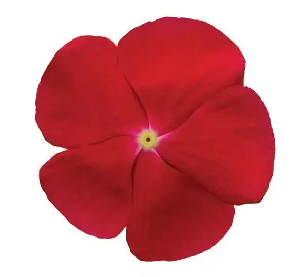 Катарантус Титан Ярко-красный - Catharanthus roseus Titan Really Red - Фото №1