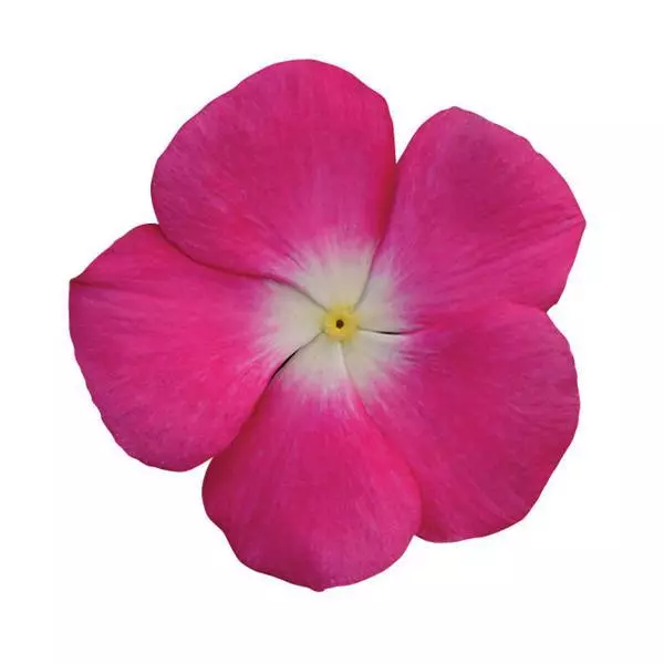 Катарантус Титан Розовый с глазком - Catharanthus roseus Titan Rose Halo - Фото №1