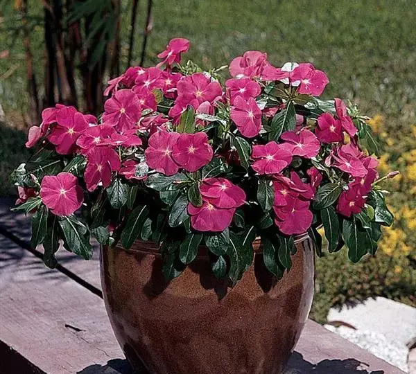 Катарантус Титан Розовый - Catharanthus roseus Titan Rose - Фото №2