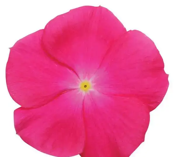 Катарантус Титан Розовый - Catharanthus roseus Titan Rose - Фото №1