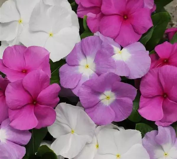 Катарантус Титан Смесь Летний Бриз - Catharanthus roseus Titan Summer Breeze Mixture - Фото №1