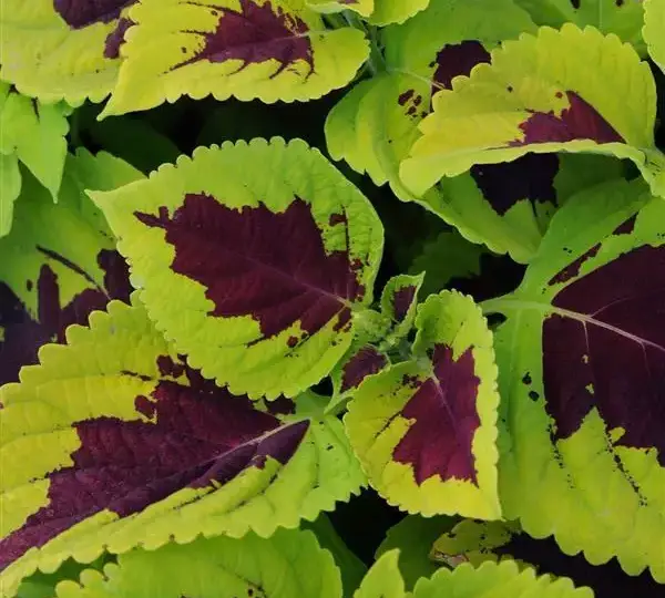 Колеус Премиум Конг Лайм Спрайт - Coleus Premium Kong Lime Sprite - Фото №1