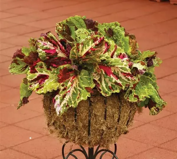 Колеус Премиум Шейд Конг Мозаик - Coleus Premium Shade Kong Mosaic - Фото №2