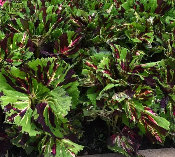 Колеус Премиум Шейд Конг Мозаик - Coleus Premium Shade Kong Mosaic - Фото №3