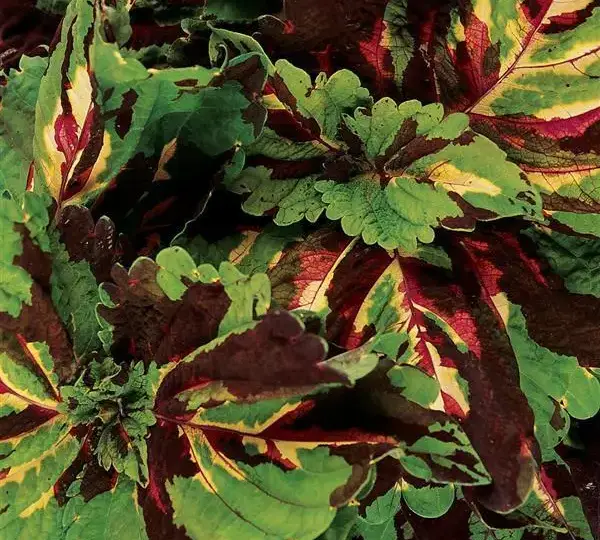 Колеус Премиум Шейд Конг Мозаик - Coleus Premium Shade Kong Mosaic - Фото №1