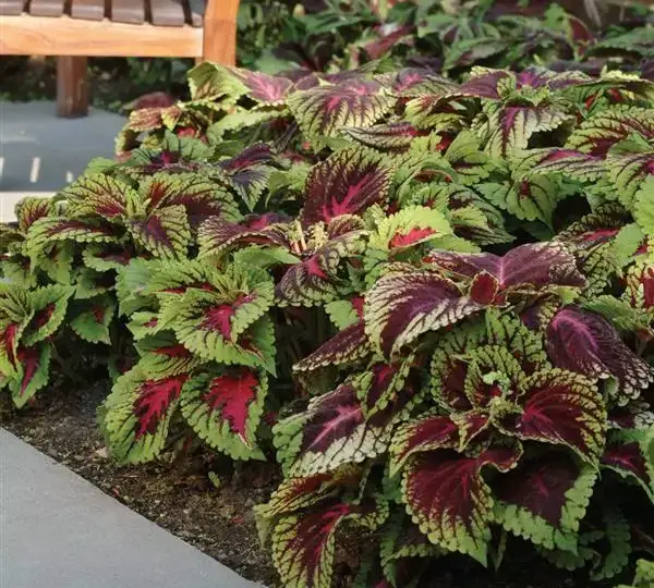 Колеус Премиум Шейд Конг Ред - Coleus Premium Shade Kong Red - Фото №2