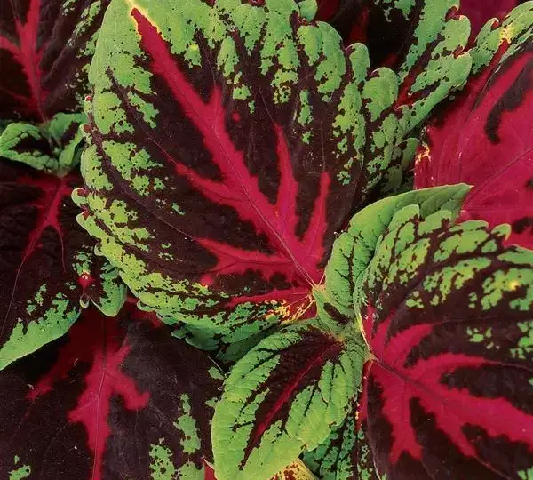 Колеус Премиум Шейд Конг Ред - Coleus Premium Shade Kong Red - Фото №1