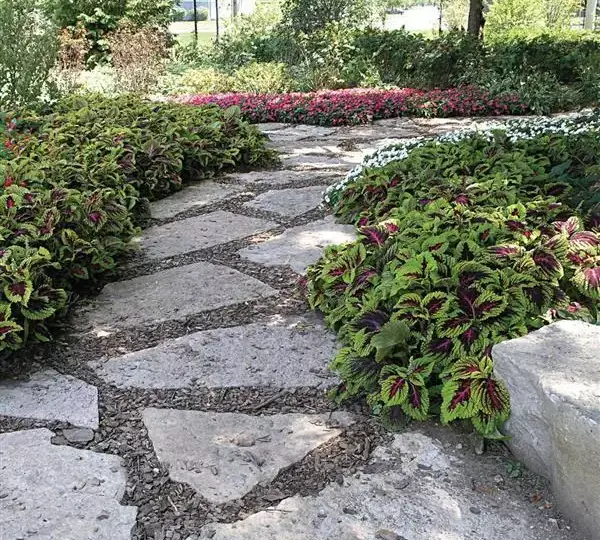 Колеус Премиум Шейд Конг Роуз - Coleus Premium Shade Kong Rose - Фото №2