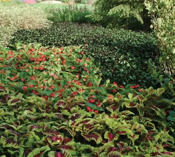 Колеус Премиум Шейд Конг Роуз - Coleus Premium Shade Kong Rose - Фото №3