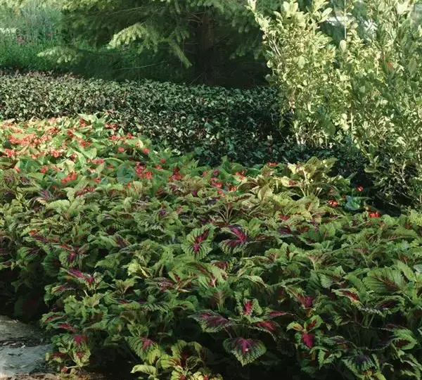 Колеус Премиум Шейд Конг Роуз - Coleus Premium Shade Kong Rose - Фото №4