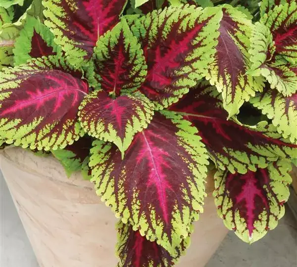 Колеус Премиум Шейд Конг Роуз - Coleus Premium Shade Kong Rose - Фото №1