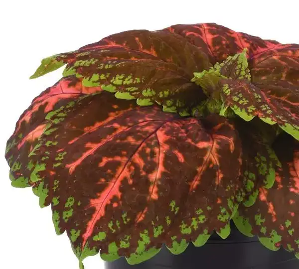 Колеус Премиум Шейд Конг Салмон Пинк  - Coleus Premium Shade Kong Salmon Pink - Фото №1