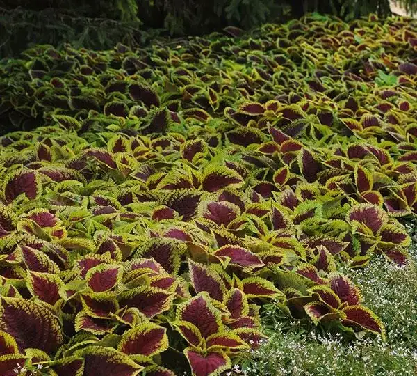 Колеус Премиум Шейд Конг Скарлет - Coleus Premium Shade Kong Scarlet - Фото №2