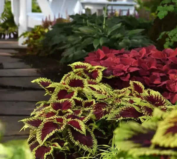 Колеус Премиум Шейд Конг Скарлет - Coleus Premium Shade Kong Scarlet - Фото №3