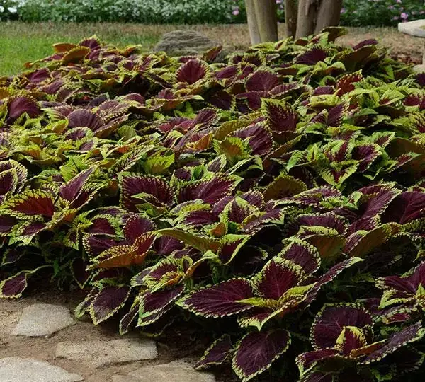 Колеус Премиум Шейд Конг Скарлет - Coleus Premium Shade Kong Scarlet - Фото №4