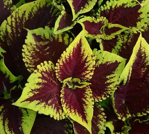 Колеус Премиум Шейд Конг Скарлет - Coleus Premium Shade Kong Scarlet - Фото №1
