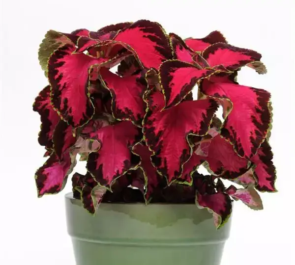 Колеус Премиум Сан Чоколат Каверед Черри - Coleus Premium Sun Chocolate Covered Cherry - Фото №2
