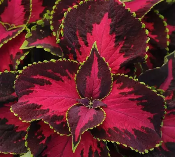Колеус Премиум Сан Чоколат Каверед Черри - Coleus Premium Sun Chocolate Covered Cherry - Фото №1