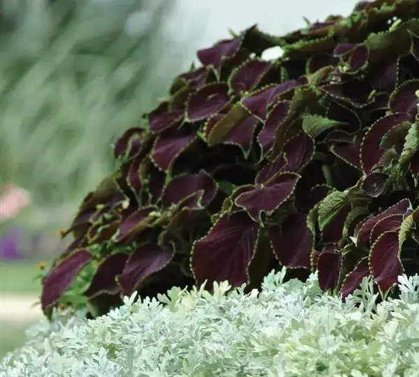 Колеус Премиум Сан Чоколат Минт - Coleus Premium Sun Chocolate Mint - Фото №2