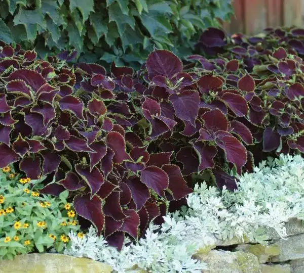 Колеус Премиум Сан Чоколат Минт - Coleus Premium Sun Chocolate Mint - Фото №3