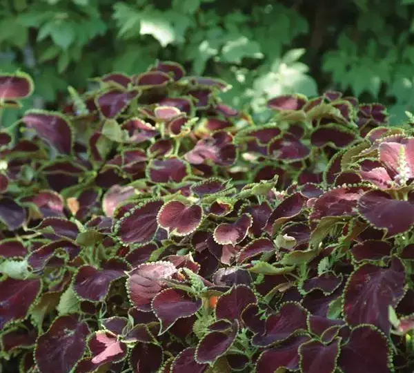Колеус Премиум Сан Чоколат Минт - Coleus Premium Sun Chocolate Mint - Фото №4