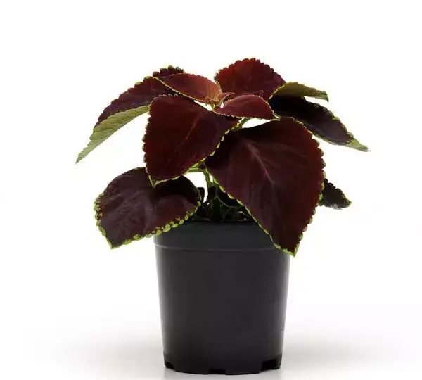Колеус Премиум Сан Чоколат Минт - Coleus Premium Sun Chocolate Mint - Фото №5