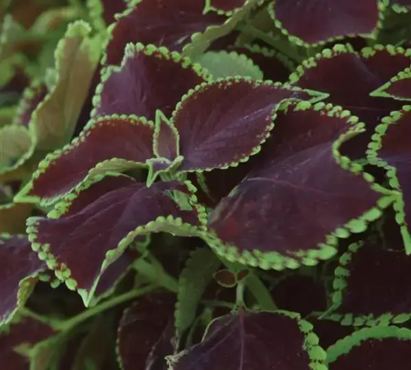 Колеус Премиум Сан Чоколат Минт - Coleus Premium Sun Chocolate Mint - Фото №1