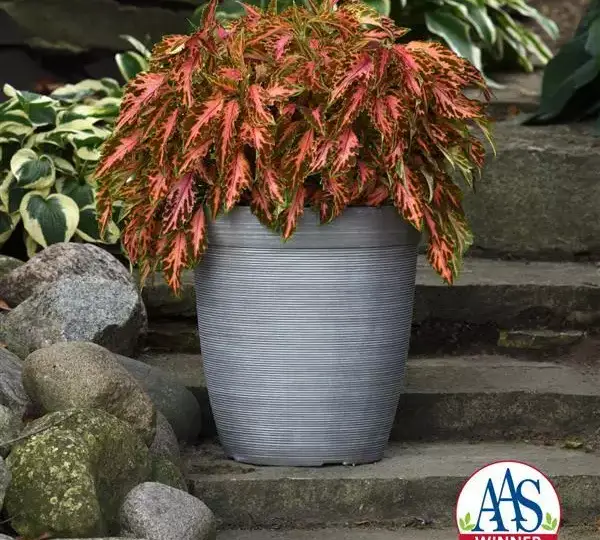 Колеус Премиум Сан Корал Кэнди - Coleus Premium Sun Coral Candy - Фото №2