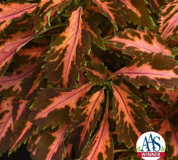 Колеус Премиум Сан Корал Кэнди - Coleus Premium Sun Coral Candy - Фото №1