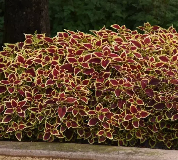 Колеус Премиум Сан Кримсон Голд - Coleus Premium Sun Crimson Gold - Фото №2