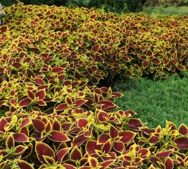 Колеус Премиум Сан Кримсон Голд - Coleus Premium Sun Crimson Gold - Фото №3