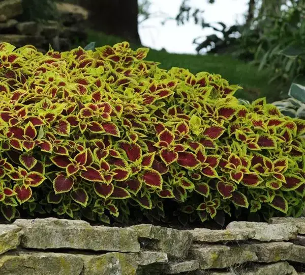 Колеус Премиум Сан Кримсон Голд - Coleus Premium Sun Crimson Gold - Фото №4