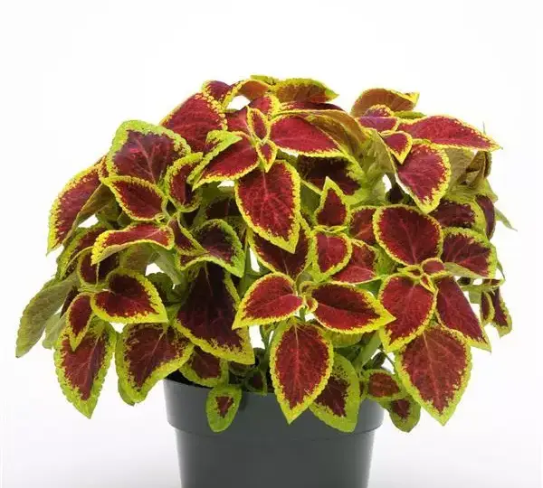 Колеус Премиум Сан Кримсон Голд - Coleus Premium Sun Crimson Gold - Фото №5