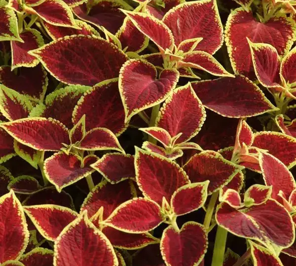 Колеус Премиум Сан Кримсон Голд - Coleus Premium Sun Crimson Gold - Фото №1
