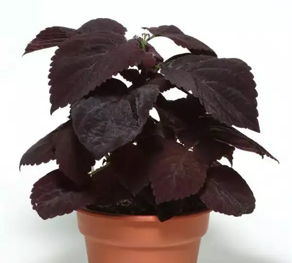 Колеус Премиум Сан Дарк Чоколат - Coleus Premium Sun Dark Chocolate - Фото №2