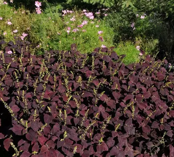 Колеус Премиум Сан Дарк Чоколат - Coleus Premium Sun Dark Chocolate - Фото №3