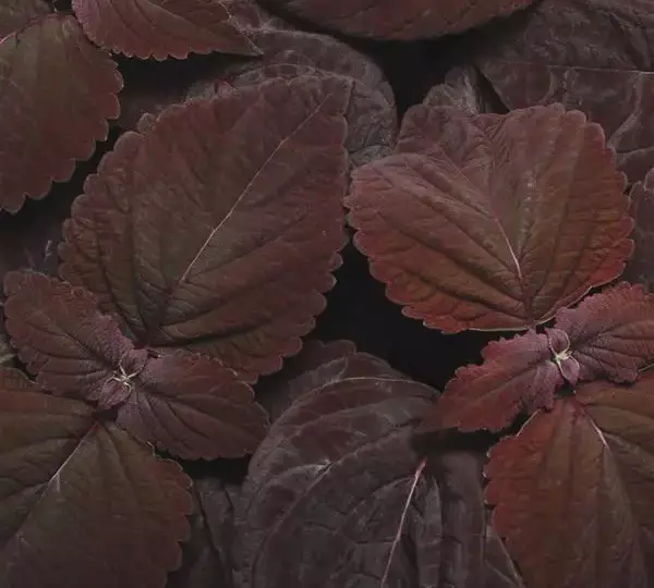 Колеус Премиум Сан Дарк Чоколат - Coleus Premium Sun Dark Chocolate - Фото №1