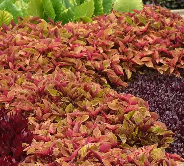 Колеус Премиум Сан Майти Мозаик - Coleus Premium Sun Mighty Mosaic - Фото №2