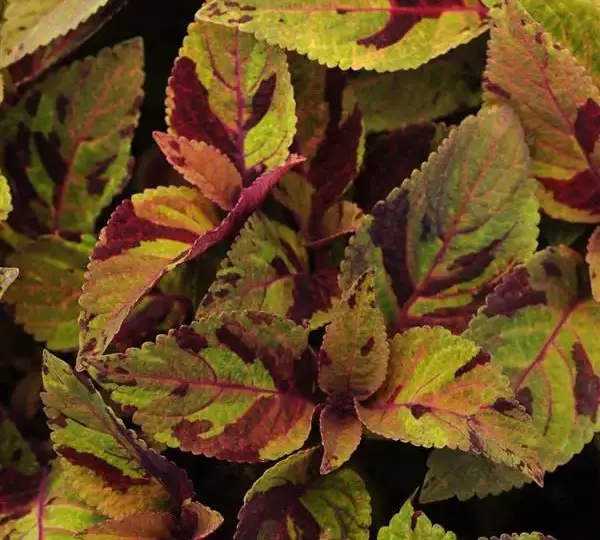 Колеус Премиум Сан Майти Мозаик - Coleus Premium Sun Mighty Mosaic - Фото №1