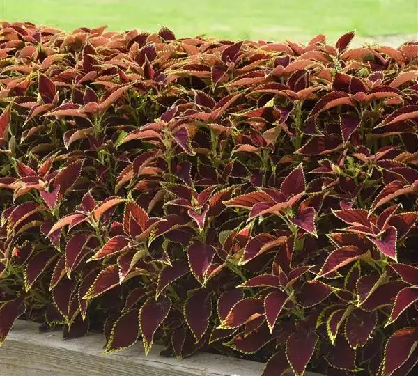 Колеус Премиум Сан Руби Харт - Coleus Premium Sun Ruby Heart - Фото №2